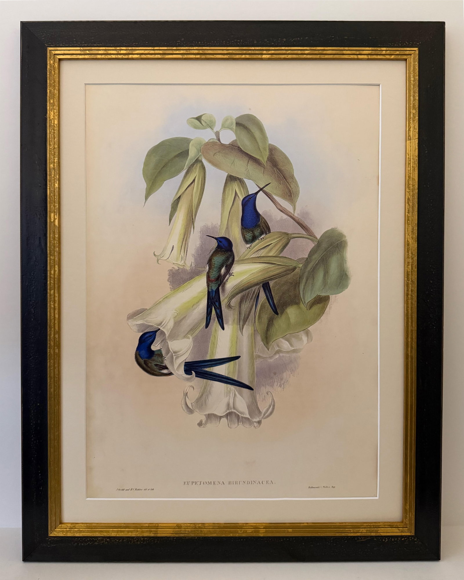 1990s Framed Print, Swallow-Tail Hummingbird (Plate 42- Hill House Edition) Reproduction Print After - 9