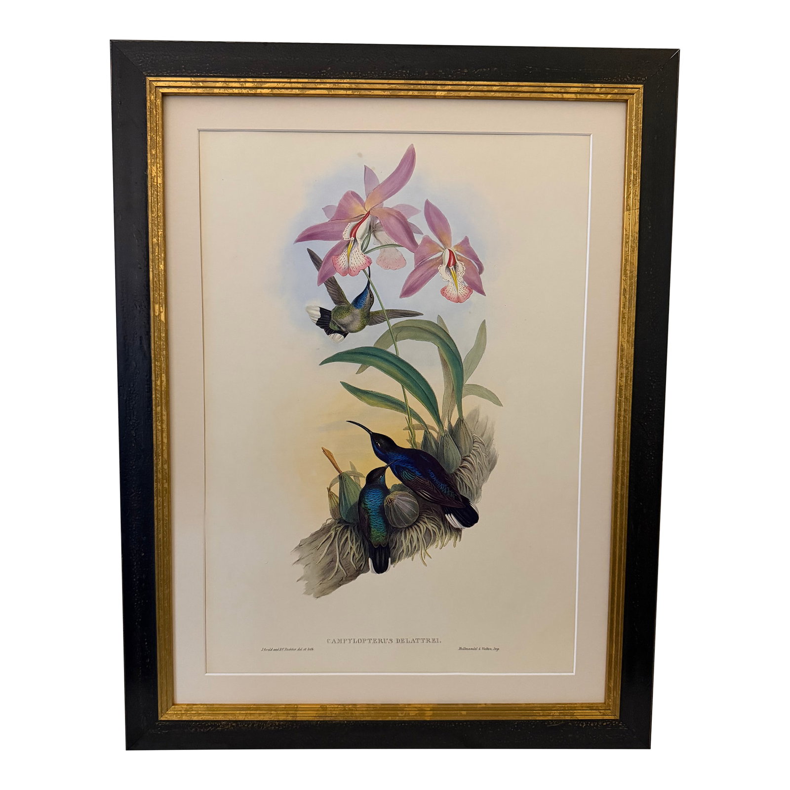 1990s Framed Print, Violet Sabrewing Hummingbird (Plate 45- Hill House Edition) Reproduction Print A: This is a special-edition facsimile of the Violet Sabrewing or Campylopterus Delattrei (Plate 45) from Volume II of A Monograph of the Trochilidae or Family of Humming-Birds by John Gould, originally 