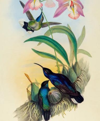 1990s Framed Print, Violet Sabrewing Hummingbird (Plate 45- Hill House Edition) Reproduction Print A - 3