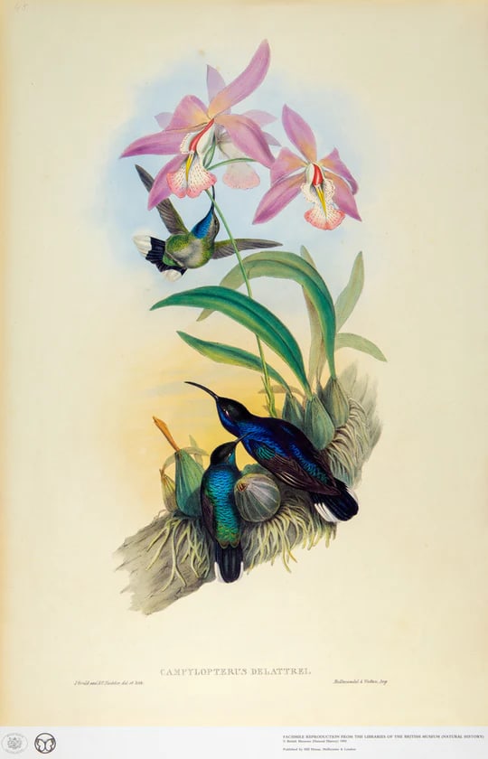 1990s Framed Print, Violet Sabrewing Hummingbird (Plate 45- Hill House Edition) Reproduction Print A - 4