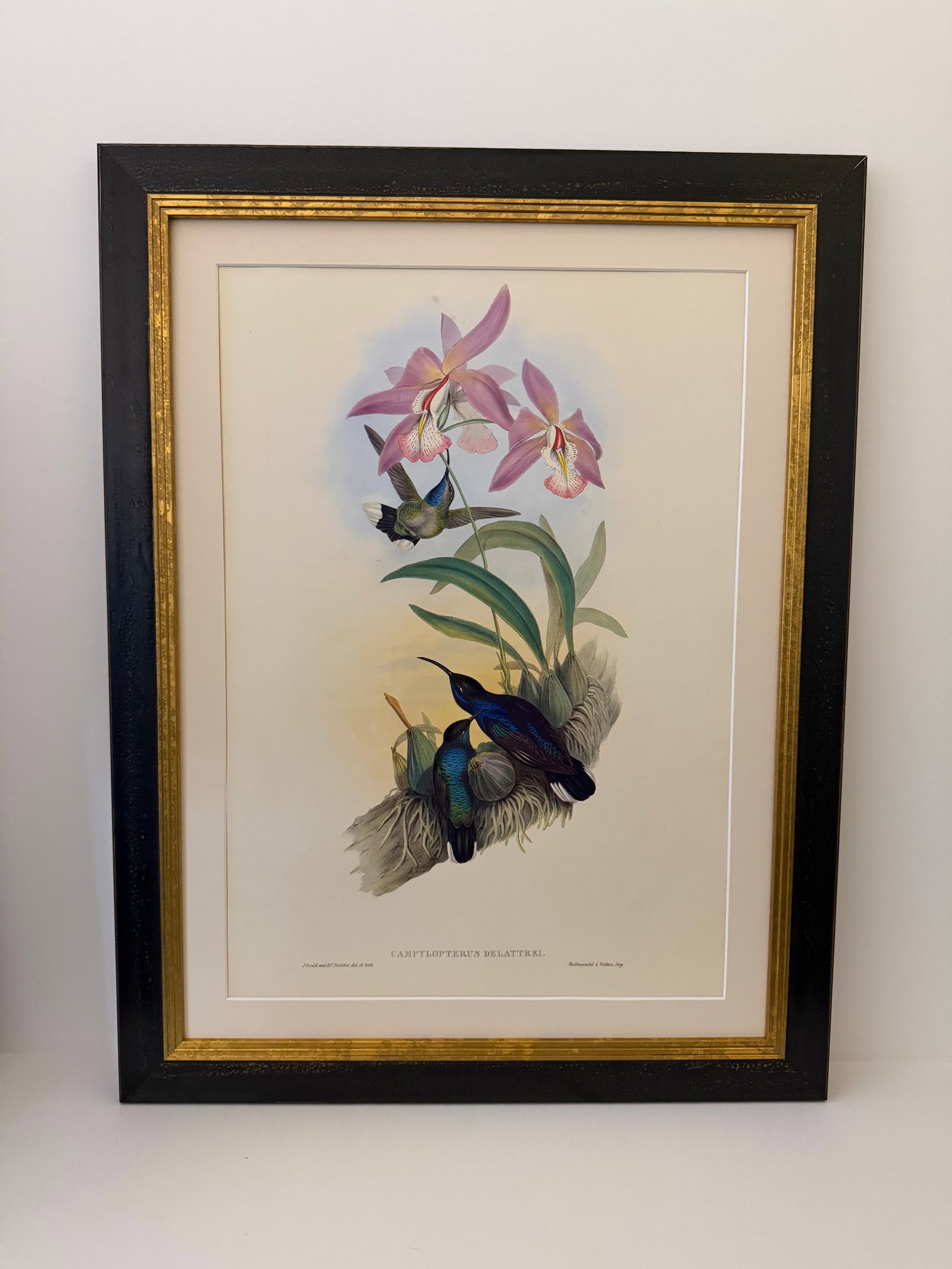 1990s Framed Print, Violet Sabrewing Hummingbird (Plate 45- Hill House Edition) Reproduction Print A - 9
