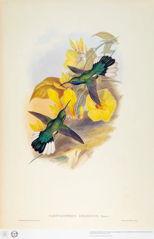 1990s Framed Print, White-Tailed Sabrewing Hummingbird (Plate 46- Hill House Edition) Reproduction P - 2