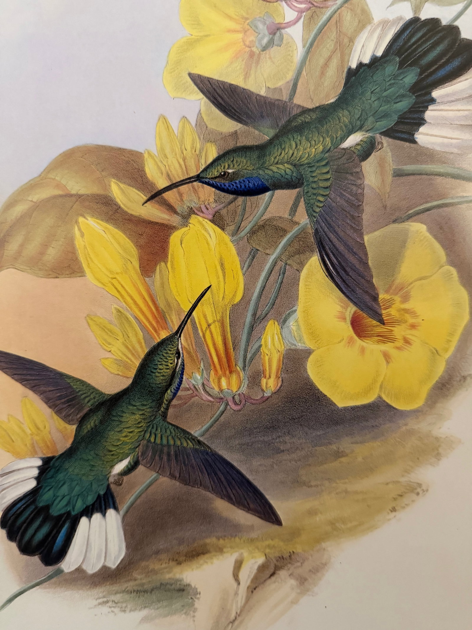 1990s Framed Print, White-Tailed Sabrewing Hummingbird (Plate 46- Hill House Edition) Reproduction P - 3