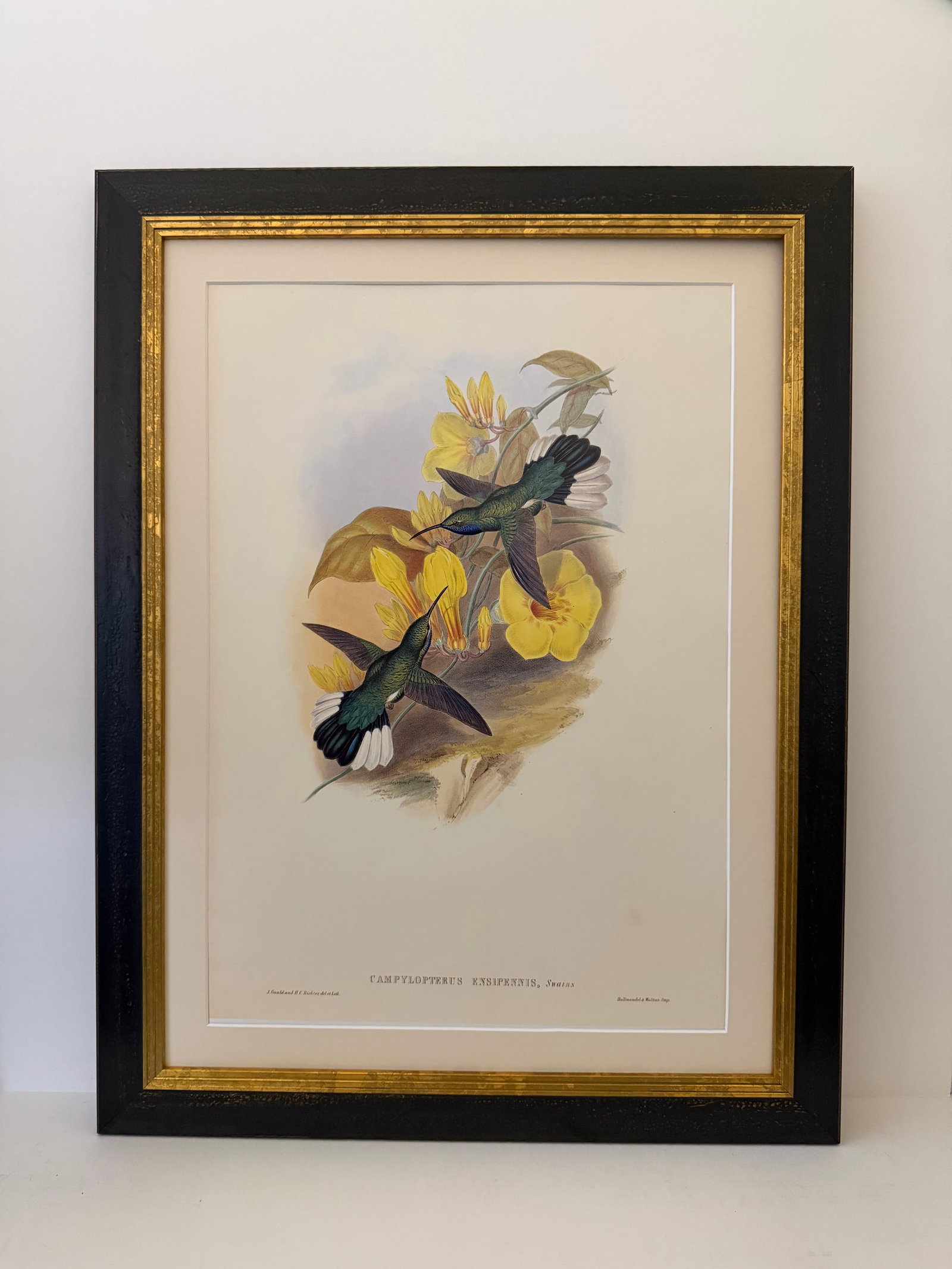 1990s Framed Print, White-Tailed Sabrewing Hummingbird (Plate 46- Hill House Edition) Reproduction P - 9
