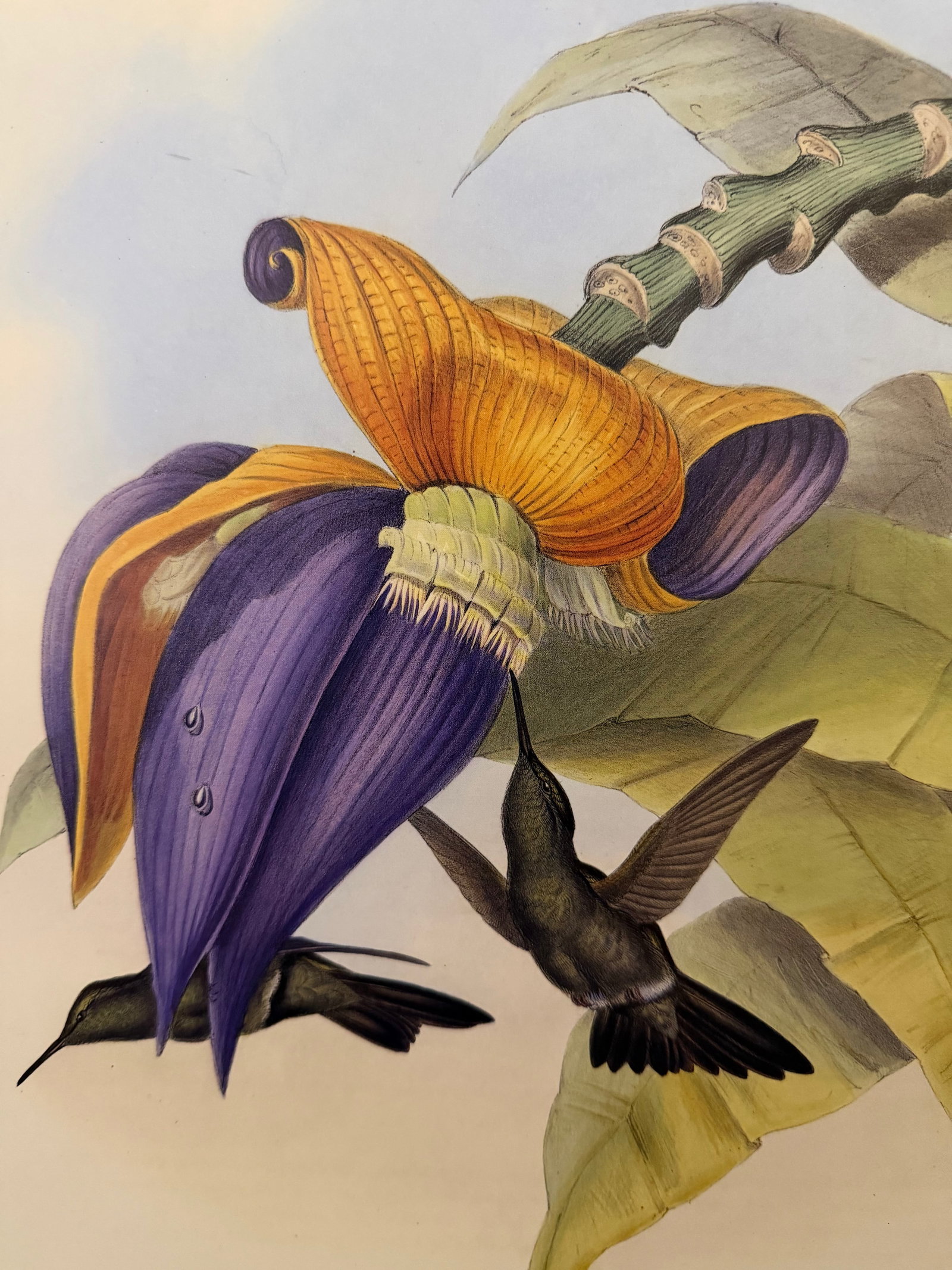 1990s Framed Print, Sombre Hummingbird Hummingbird (Plate 54- Hill House Edition) Reproduction Print - 3