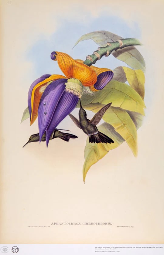 1990s Framed Print, Sombre Hummingbird Hummingbird (Plate 54- Hill House Edition) Reproduction Print - 8