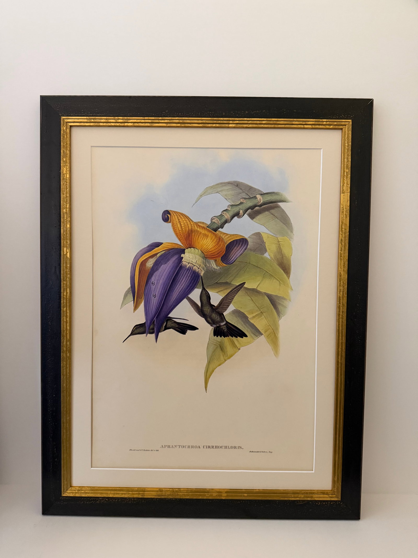 1990s Framed Print, Sombre Hummingbird Hummingbird (Plate 54- Hill House Edition) Reproduction Print - 9