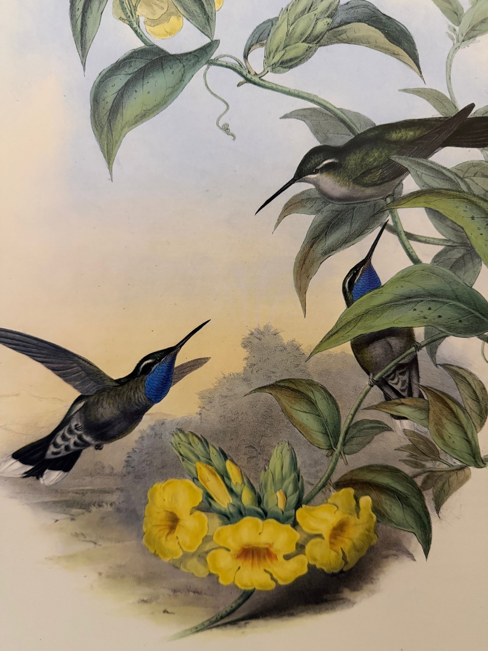 1990s Framed Print, Blue-Throated Cazique Hummingbird (Plate 60- Hill House Edition) Reproduction Pr - 3
