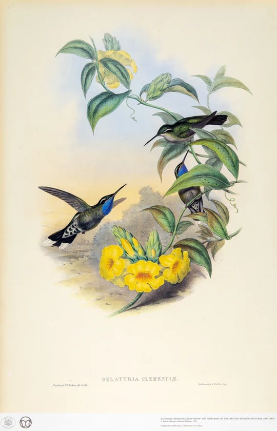 1990s Framed Print, Blue-Throated Cazique Hummingbird (Plate 60- Hill House Edition) Reproduction Pr - 9