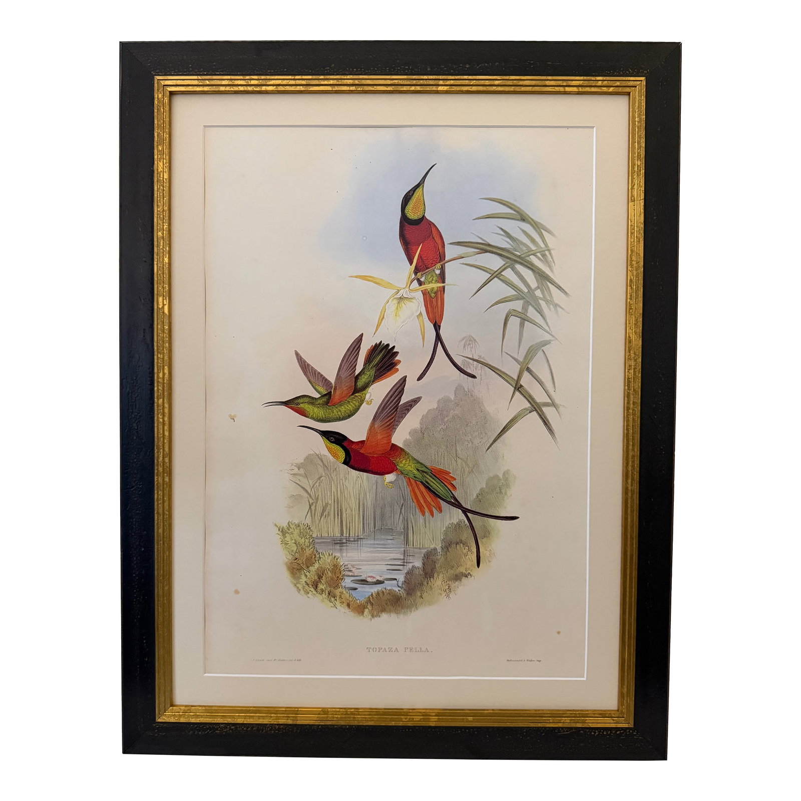 1990s Framed Print, Crimson Topaz Hummingbird or Topaza Pella (Plate 66- Hill House Edition) Reprodu: This is a special-edition facsimile of the Crimson Topaz Hummingbird or Topaza Pella (Plate 66) from Volume II of A Monograph of the Trochilidae or Family of Humming-Birds by John Gould, originally pu