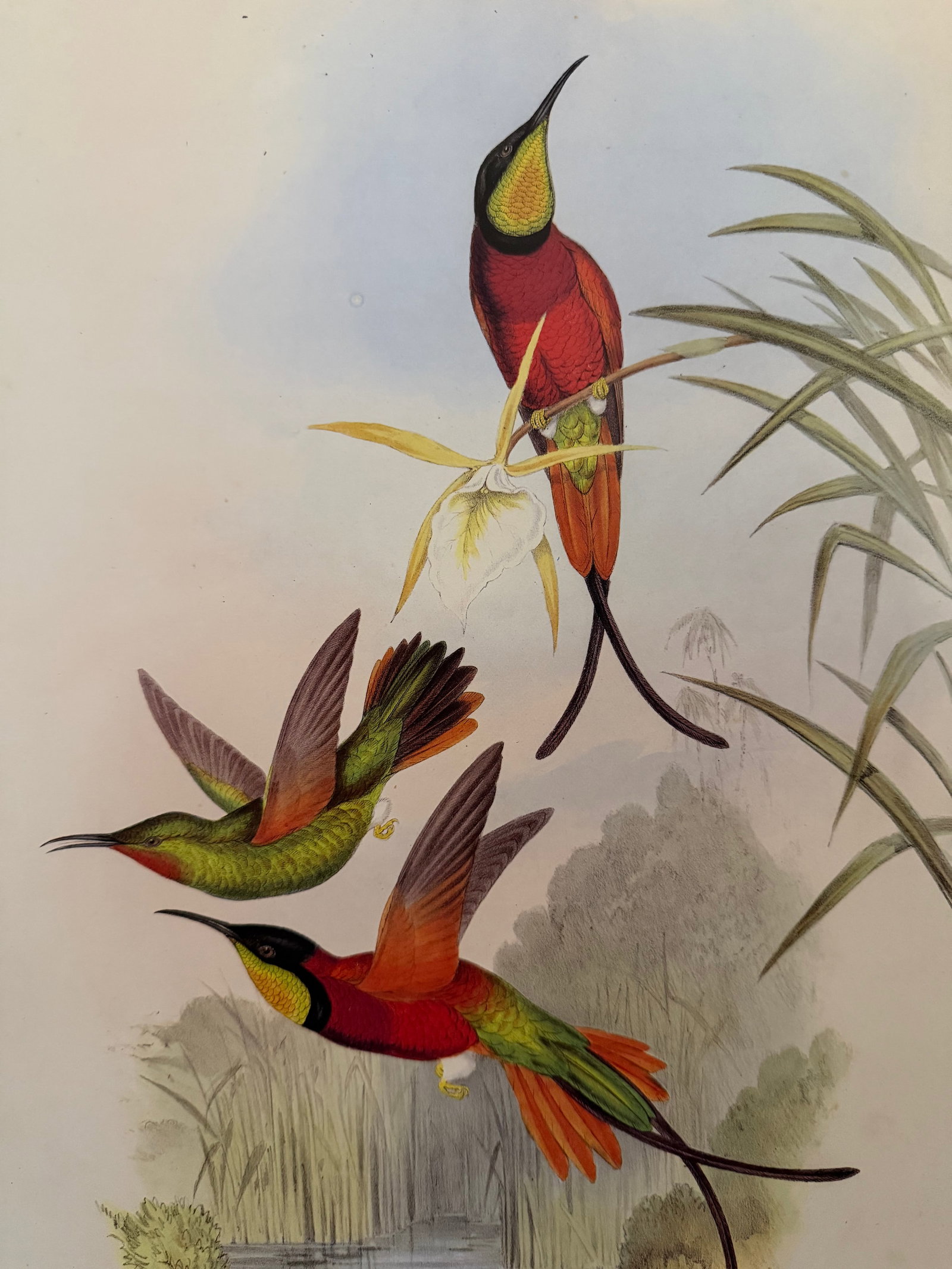 1990s Framed Print, Crimson Topaz Hummingbird or Topaza Pella (Plate 66- Hill House Edition) Reprodu - 3