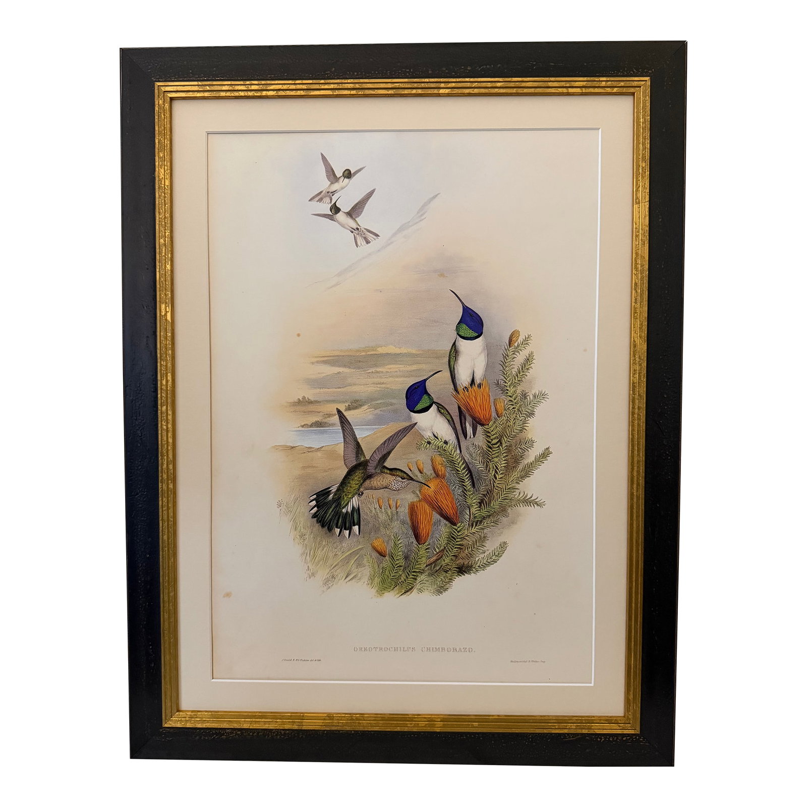 1990s Framed Print, Chimborazian Hillstar Hummingbird (Plate 68 - Hill House Edition) Reproduction P: This is a special-edition facsimile of the Chimborazian Hillstar or Dredtrochilps Chimbarazo (Plate 68) from Volume II of A Monograph of the Trochilidae or Family of Humming-Birds by John Gould, origi