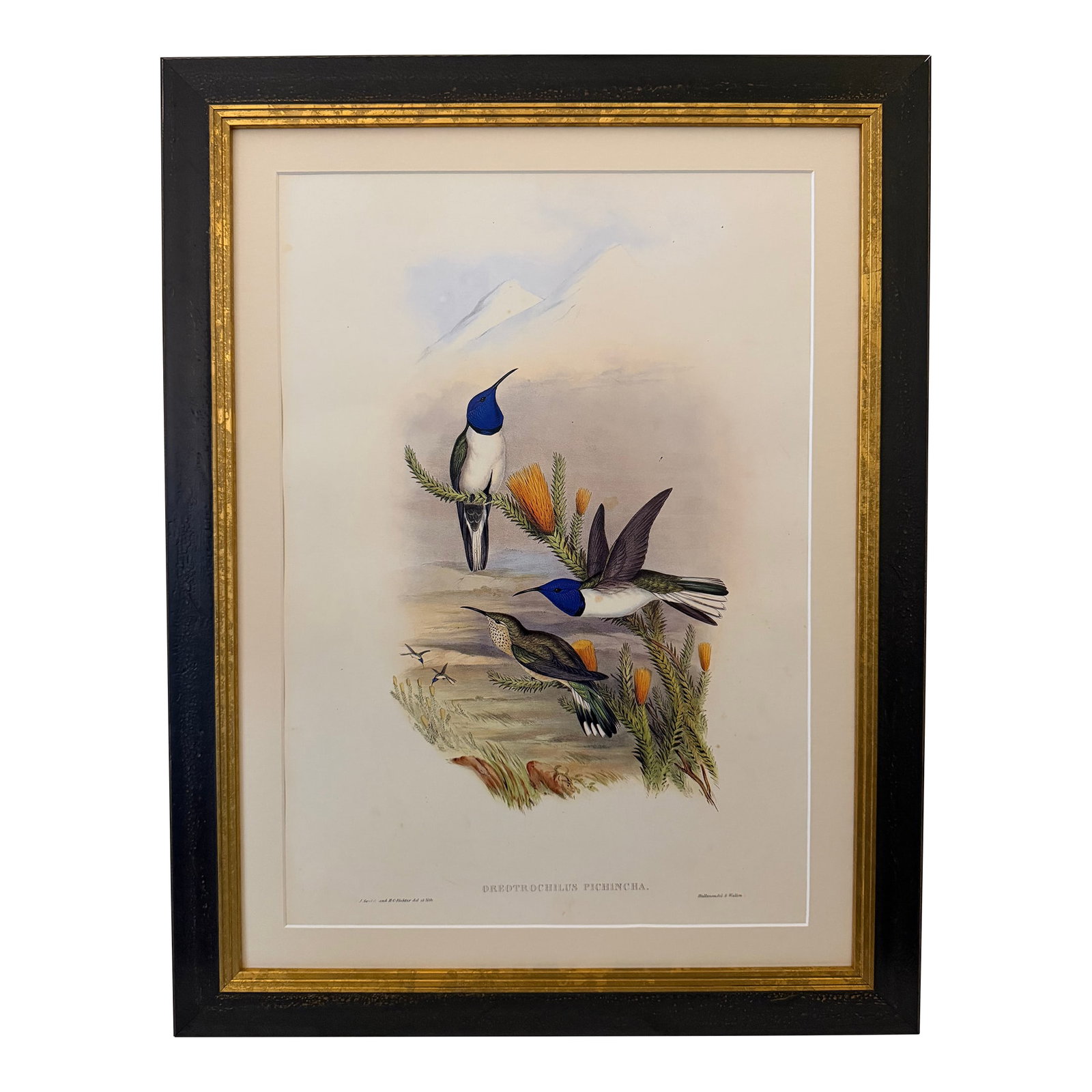 1990s Framed Print, Ecuadorian Hillstar Hummingbird (Plate 69- Hill House Edition) Reproduction Prin: This is a special-edition facsimile of the Ecuadorian Hillstar Hummingbird or Oreotrochilus Pichincha (Plate 69) from Volume II of A Monograph of the Trochilidae or Family of Humming-Birds by John Gou