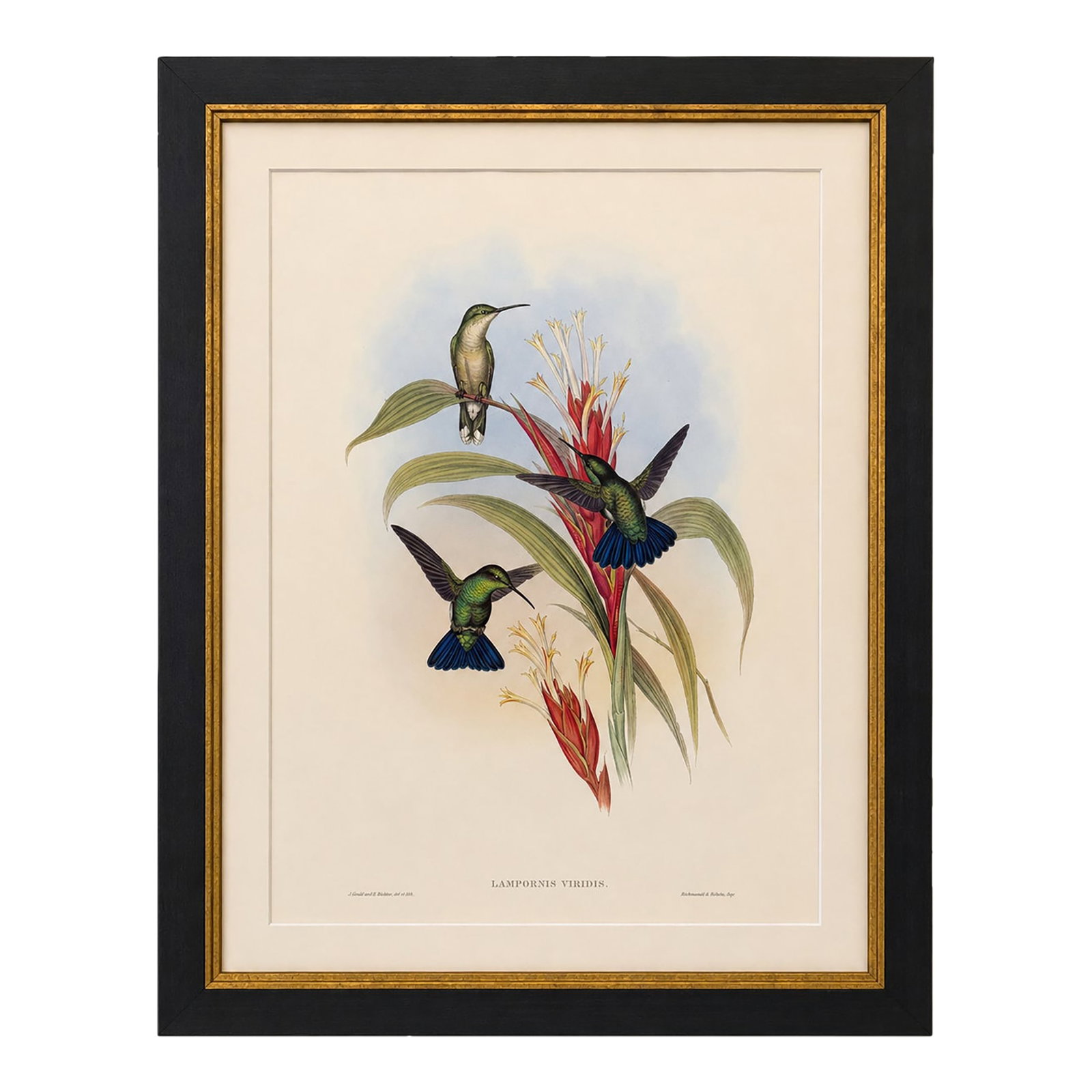 1990s Framed Print, Blue-Tailed Mango Hummingbird or Lampornis Viridis (Plate 78) Hill House Edition: This is a special-edition facsimile of the Blue-tailed Mango Hummingbird or Lampornis Viridis (Plate 78) from Volume II of A Monograph of the Trochilidae or Family of Humming-Birds by John Gould, orig