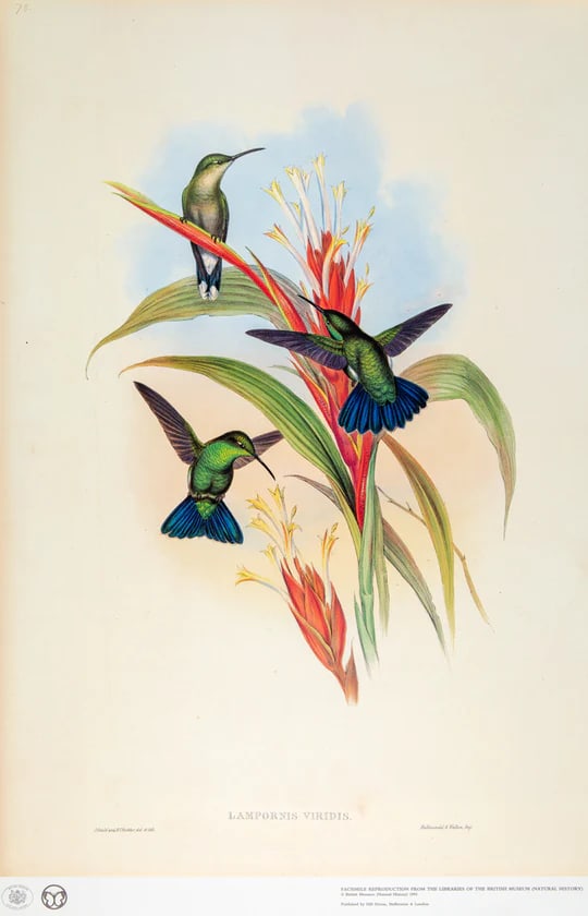 1990s Framed Print, Blue-Tailed Mango Hummingbird or Lampornis Viridis (Plate 78) Hill House Edition - 2