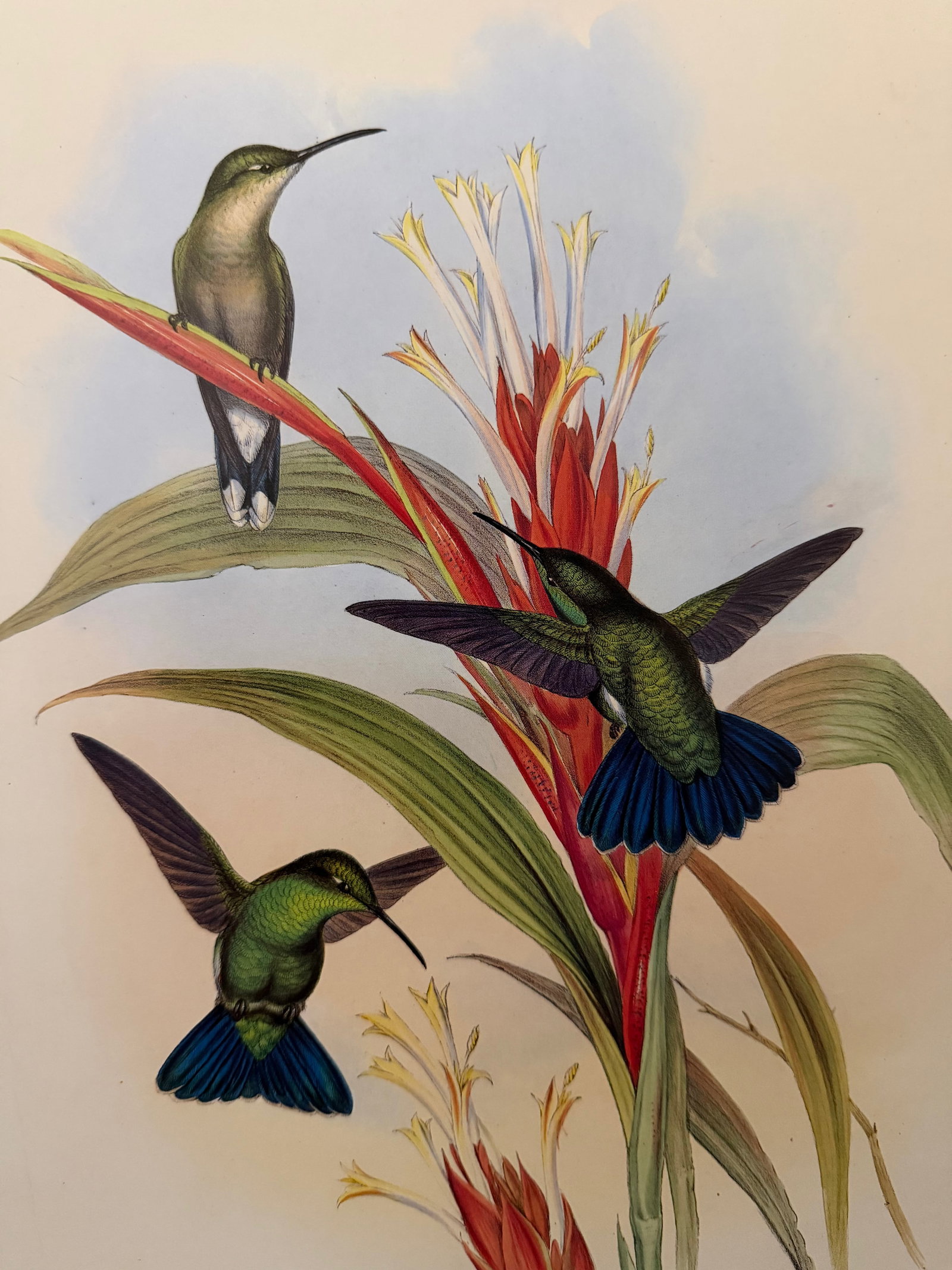 1990s Framed Print, Blue-Tailed Mango Hummingbird or Lampornis Viridis (Plate 78) Hill House Edition - 3