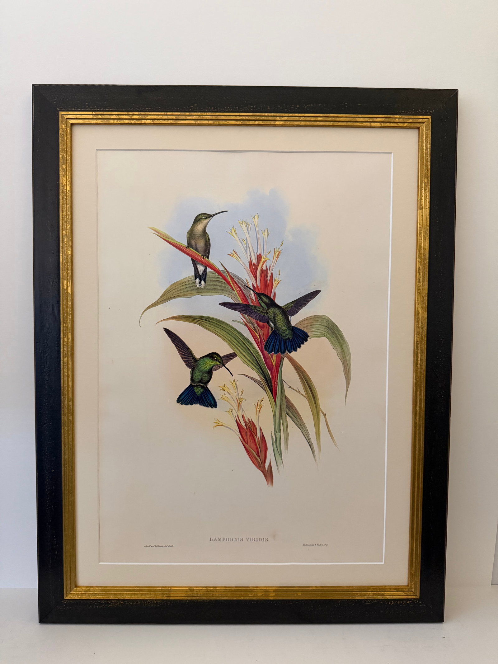 1990s Framed Print, Blue-Tailed Mango Hummingbird or Lampornis Viridis (Plate 78) Hill House Edition - 4