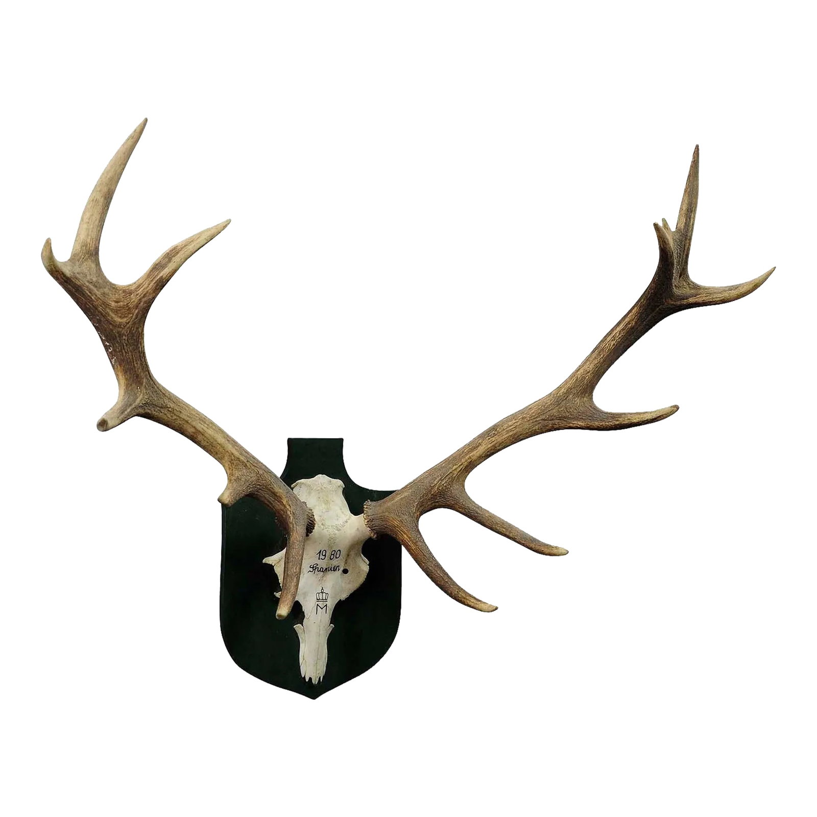 Large Red Deer Trophy From a Noble Estate, Uneven 14 Ends (1 of 3)
