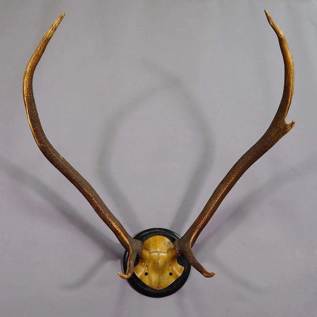 Black Forest Red Deer Trophy on Wooden Plaque Ca. 1900s - 3