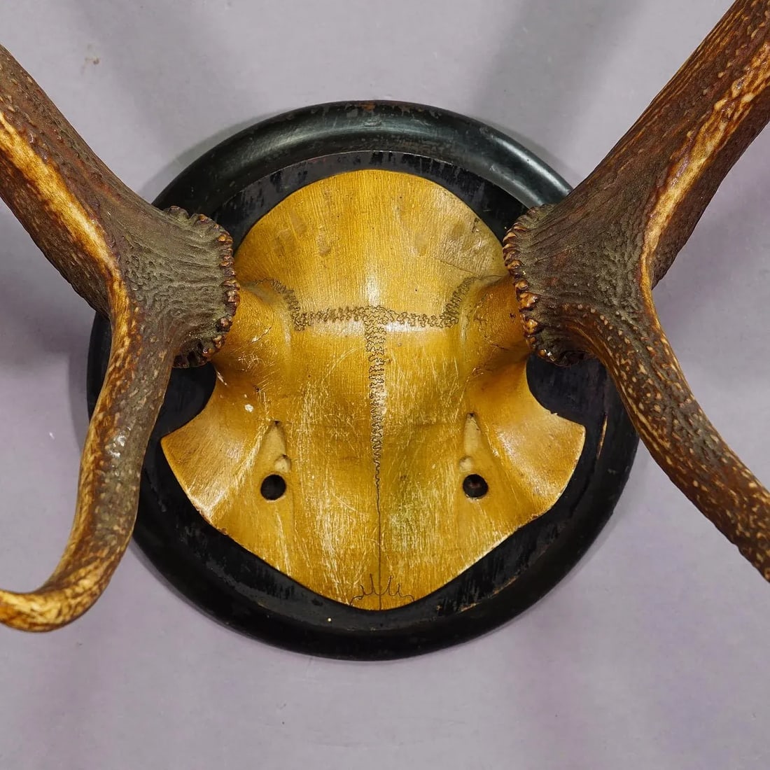 Black Forest Red Deer Trophy on Wooden Plaque Ca. 1900s - 5