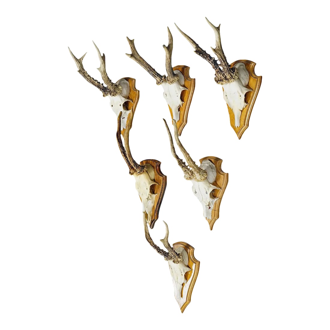Six Large Roe Deer Trophies on Carved Plaques Germany Late 20. Century: Six Large Roe Deer Trophies on Carved Plaques Germany Late 20. Century A set of six large Black Forest roe deer (Capreolus capreolus) trophies mounted on wooden plaques. The trophies were shot in Germ