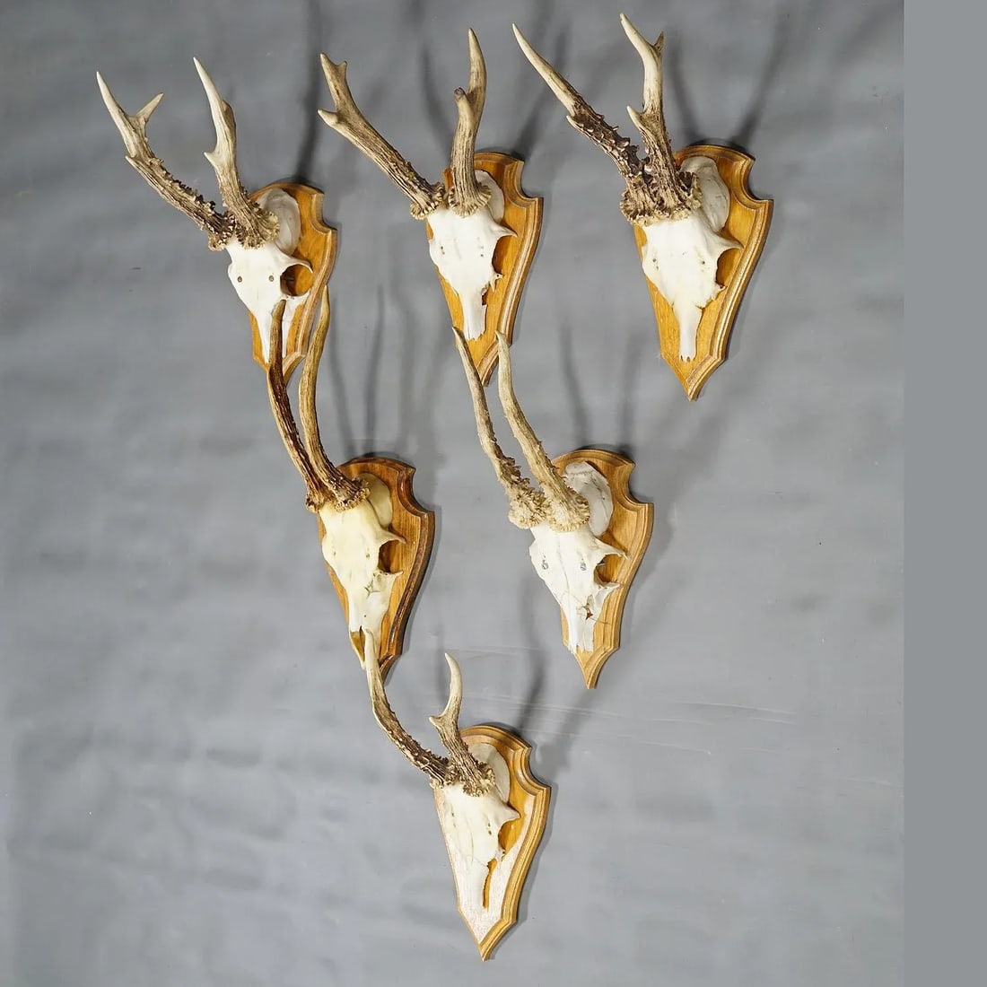 Six Large Roe Deer Trophies on Carved Plaques Germany Late 20. Century - 2