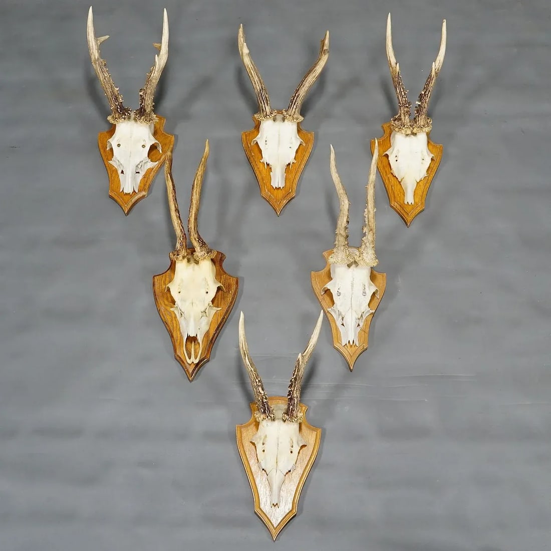 Six Large Roe Deer Trophies on Carved Plaques Germany Late 20. Century - 3