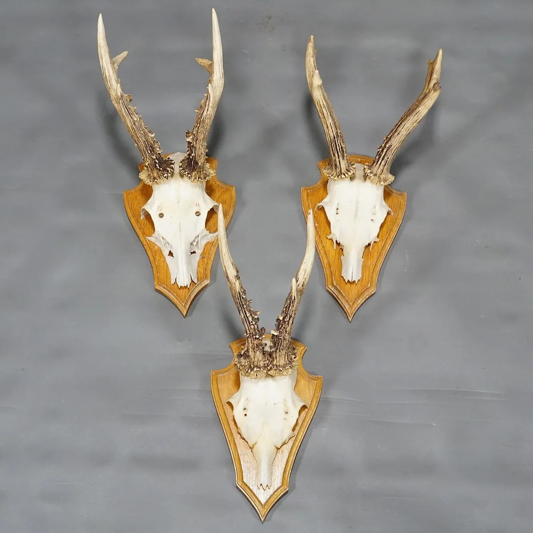 Six Large Roe Deer Trophies on Carved Plaques Germany Late 20. Century - 4