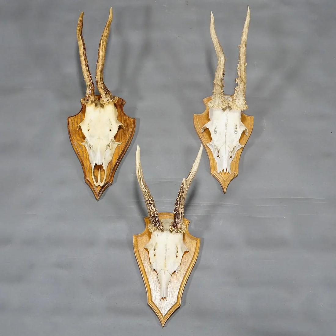 Six Large Roe Deer Trophies on Carved Plaques Germany Late 20. Century - 5