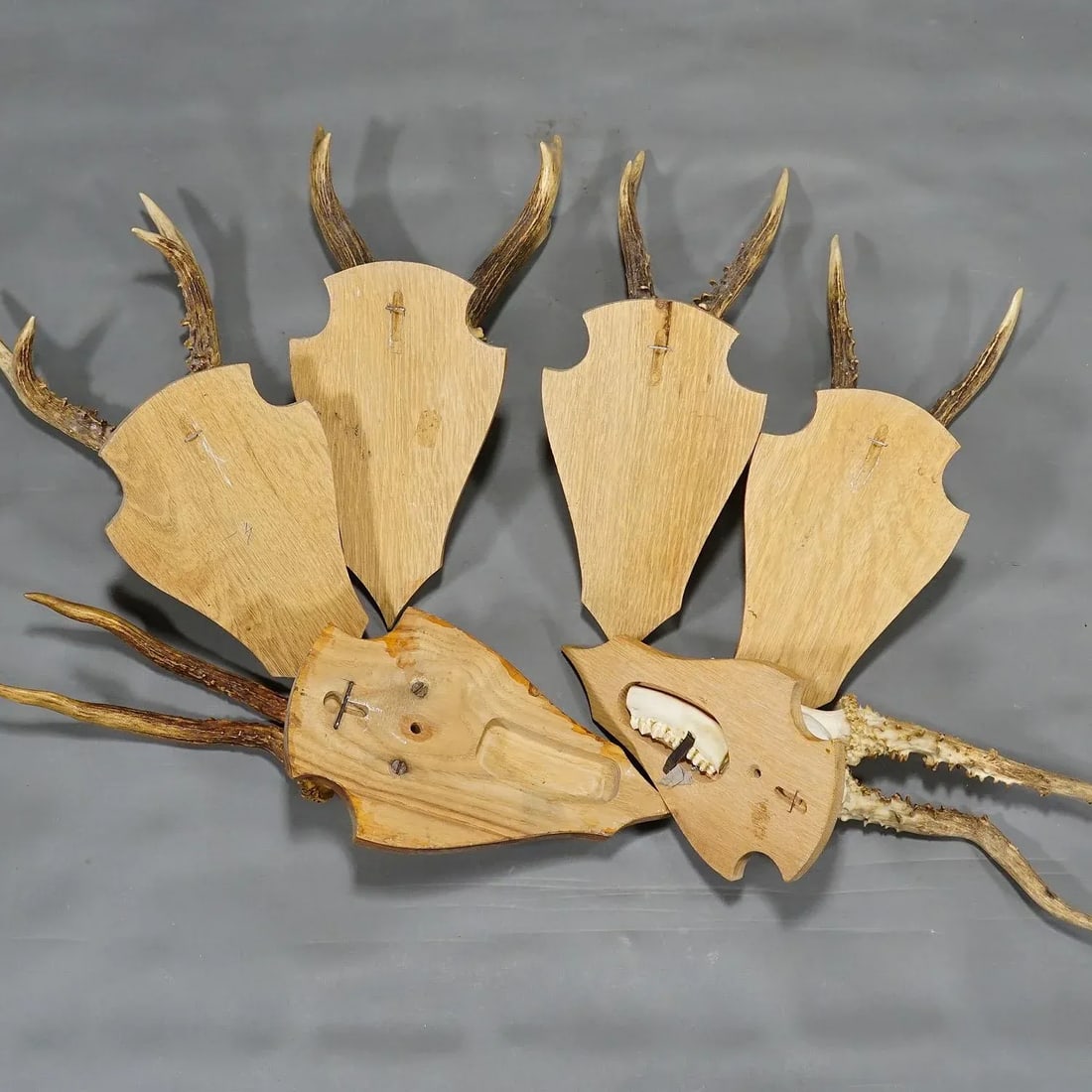 Six Large Roe Deer Trophies on Carved Plaques Germany Late 20. Century - 6