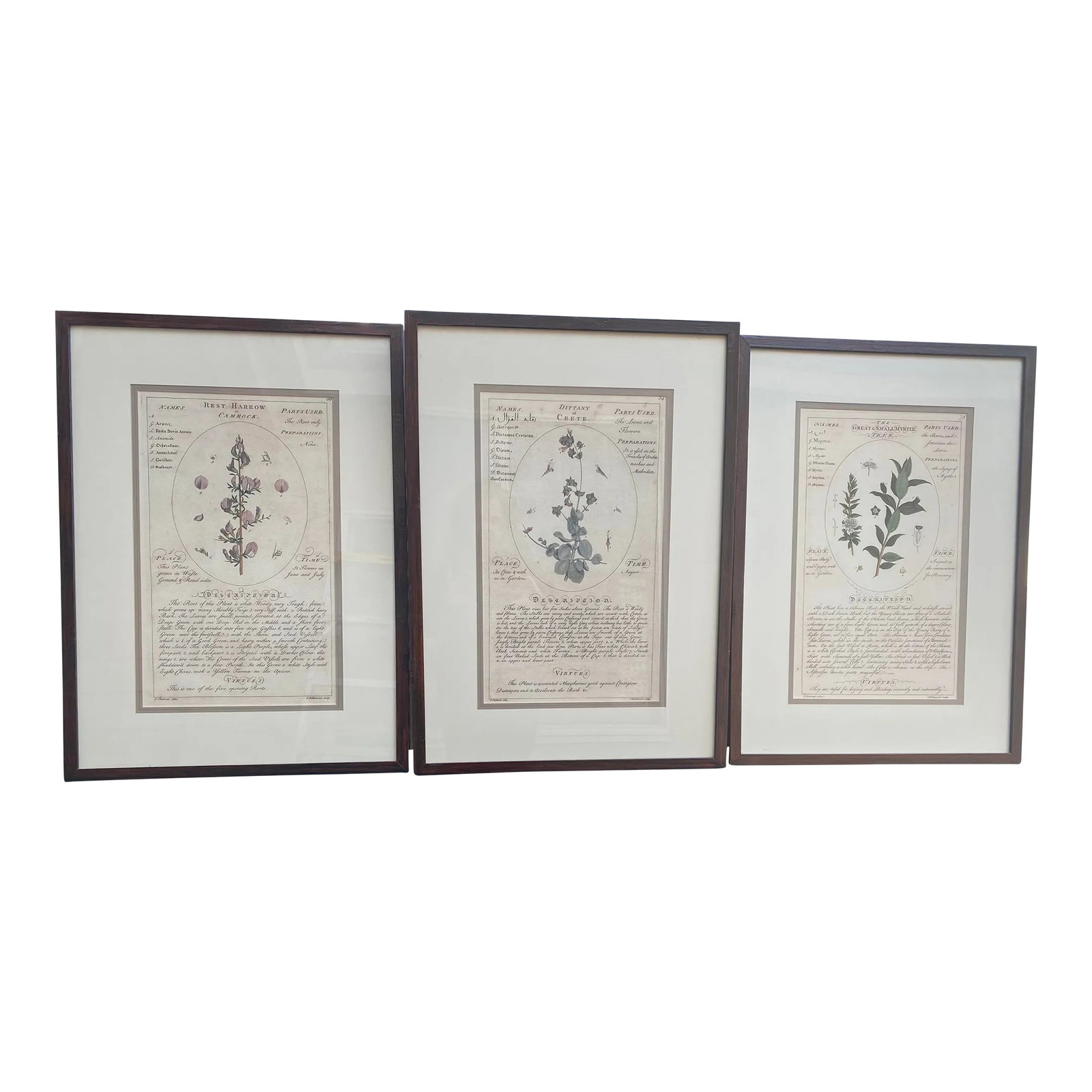 Large Botanicals in Lovely Frames -Set of 3: Trio of fine mounted organic botanical wall art in brown painted and lightly varnished metal frames. Herb names are Rest Harrow (cammock), Dittany of Crete and Myrtle. Descriptions are written in the 