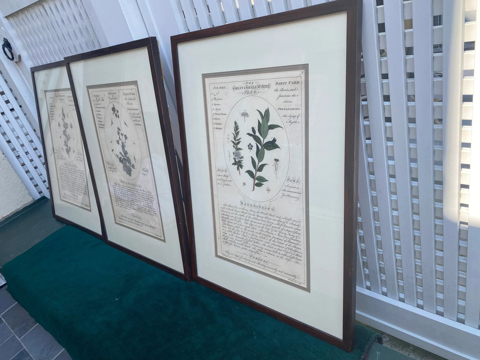 Large Botanicals in Lovely Frames -Set of 3 - 2