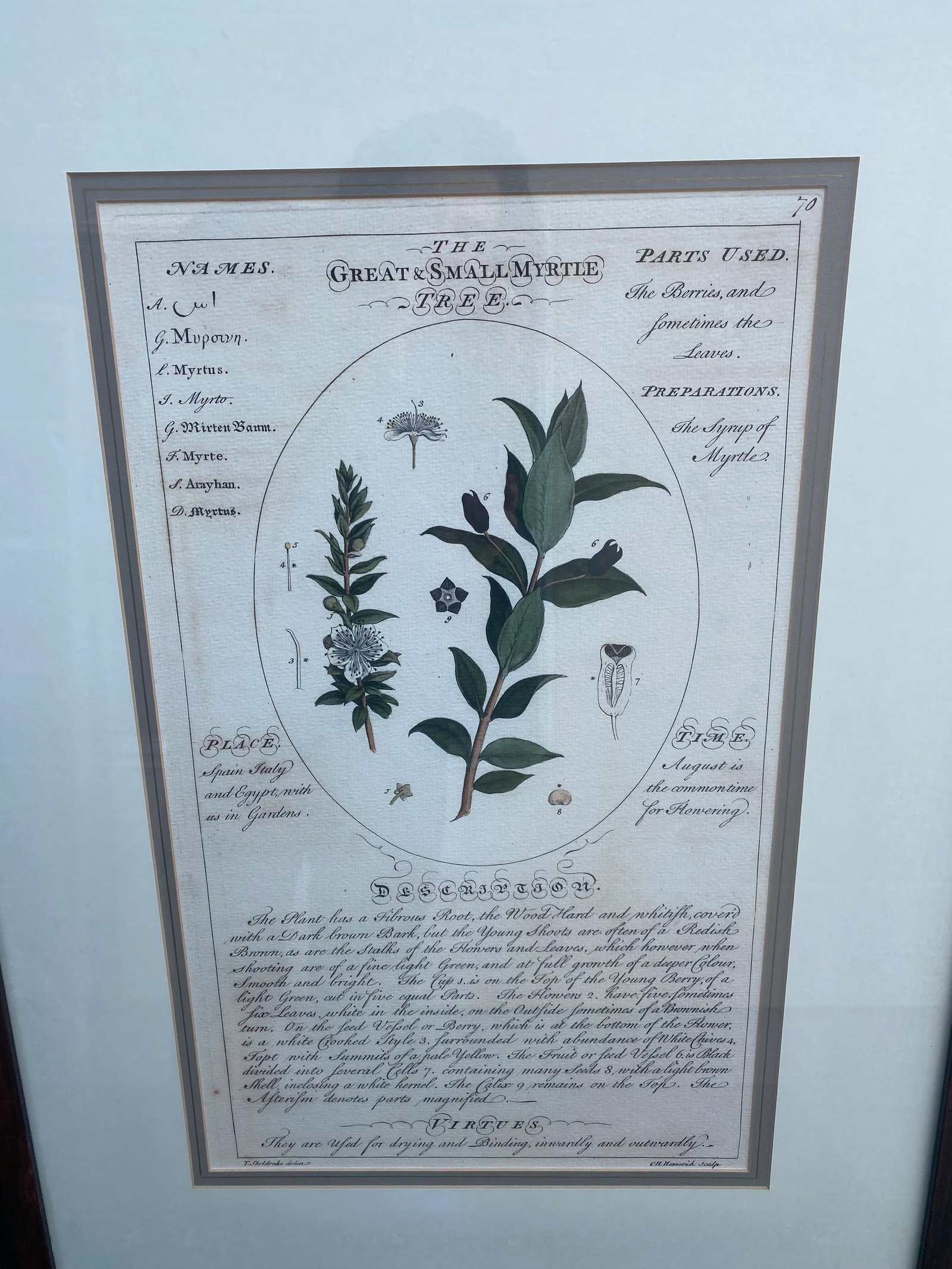 Large Botanicals in Lovely Frames -Set of 3 - 4