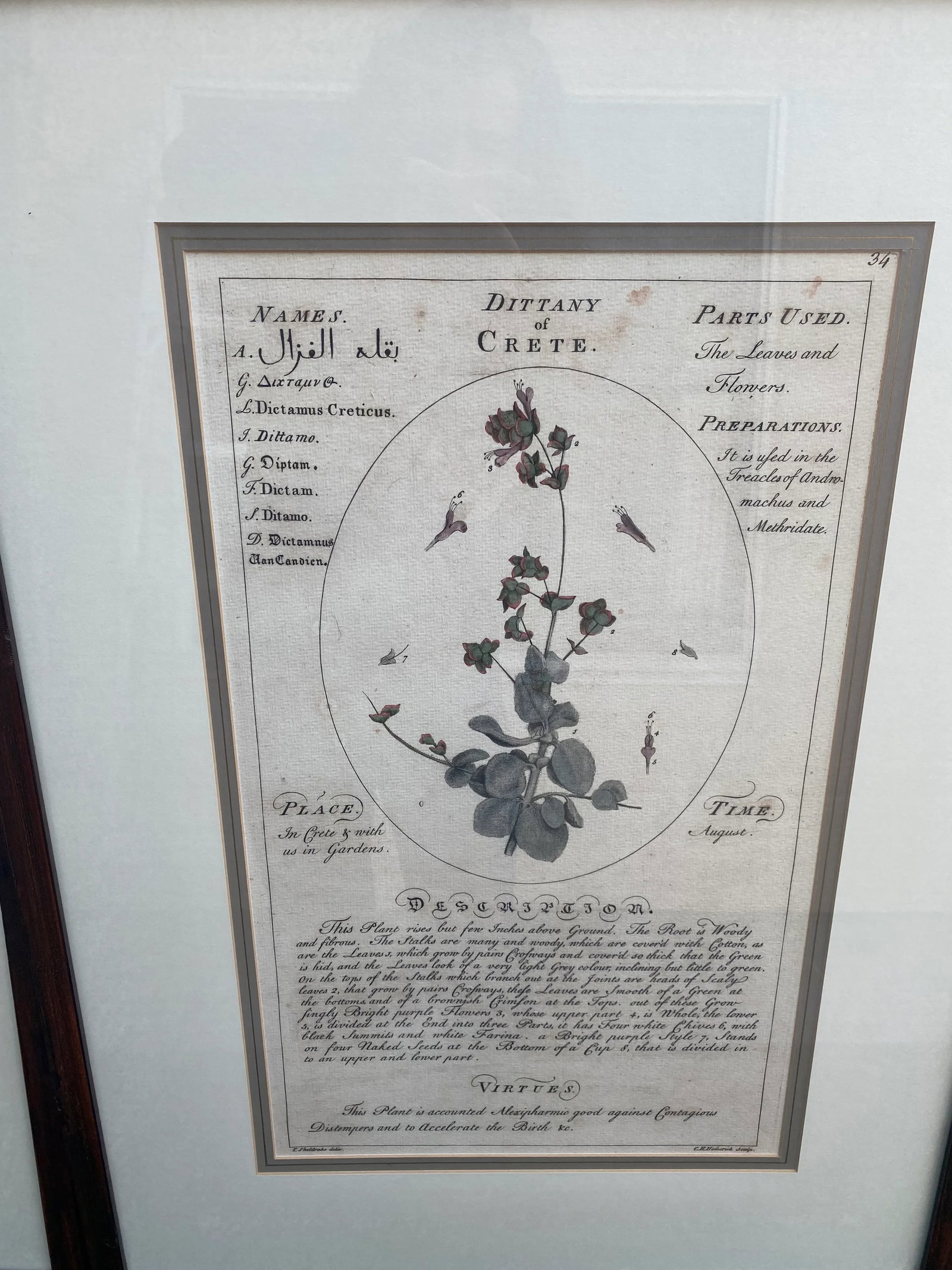 Large Botanicals in Lovely Frames -Set of 3 - 5