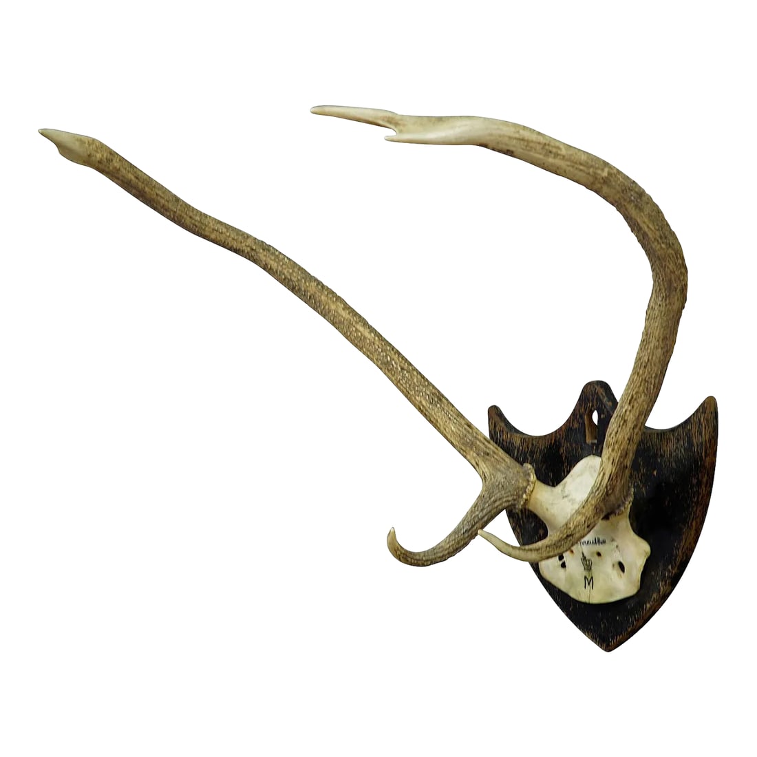 Antique Black Forest Red Deer Trophy From Salem - Germany, Banzenreuthe 1875: Antique Black Forest Red Deer Trophy from Salem - Germany, Banzenreuthe 1875 A 6 pointer black forest red deer (Cervus elaphus) trophy from the palace of Salem in South Germany. Shot by a member of th