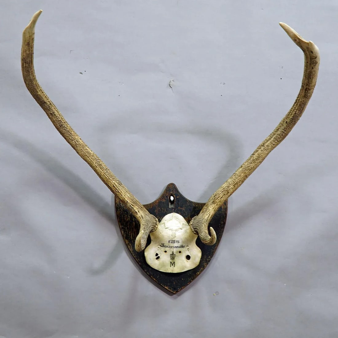 Antique Black Forest Red Deer Trophy From Salem - Germany, Banzenreuthe 1875 - 2