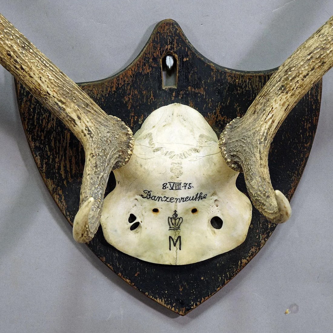 Antique Black Forest Red Deer Trophy From Salem - Germany, Banzenreuthe 1875 - 3