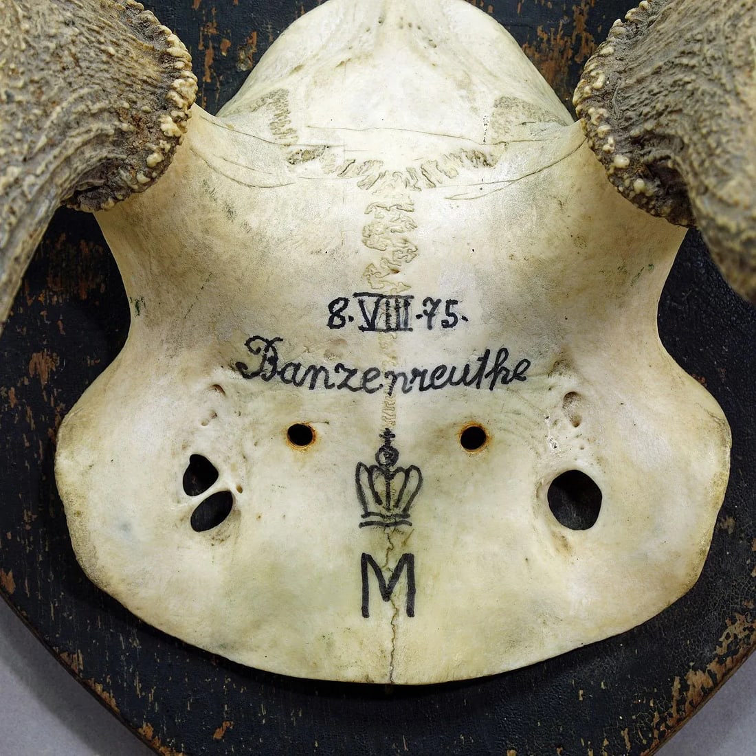 Antique Black Forest Red Deer Trophy From Salem - Germany, Banzenreuthe 1875 - 4