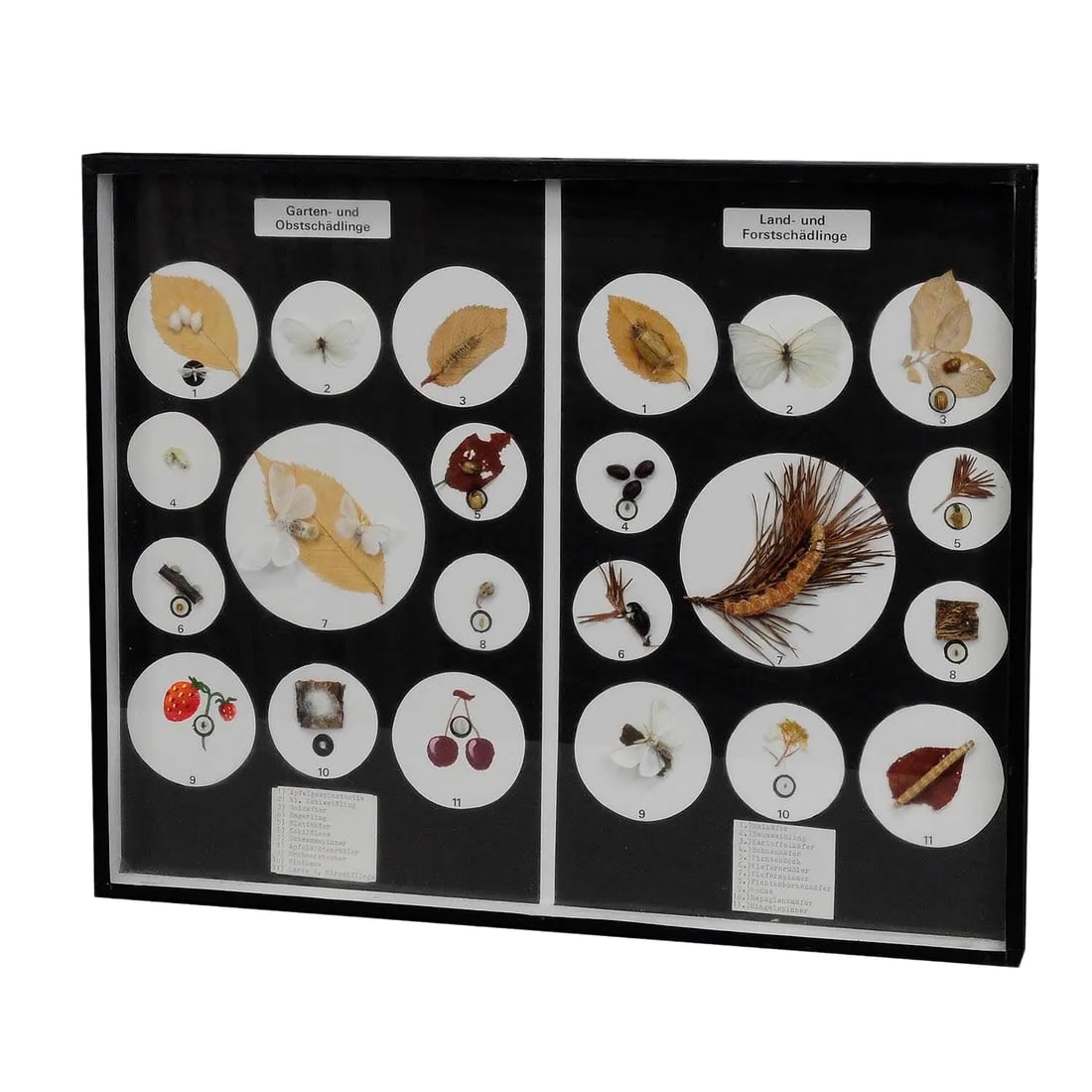 A Great Vintage School Teaching Display Vermins in the Garden and Forest: Great Vintage School Teaching Display Vermins in the Garden and Forest A vintage school teaching showcase with specimen illustrating the pests in the garden and in the forest. Used as teaching materia
