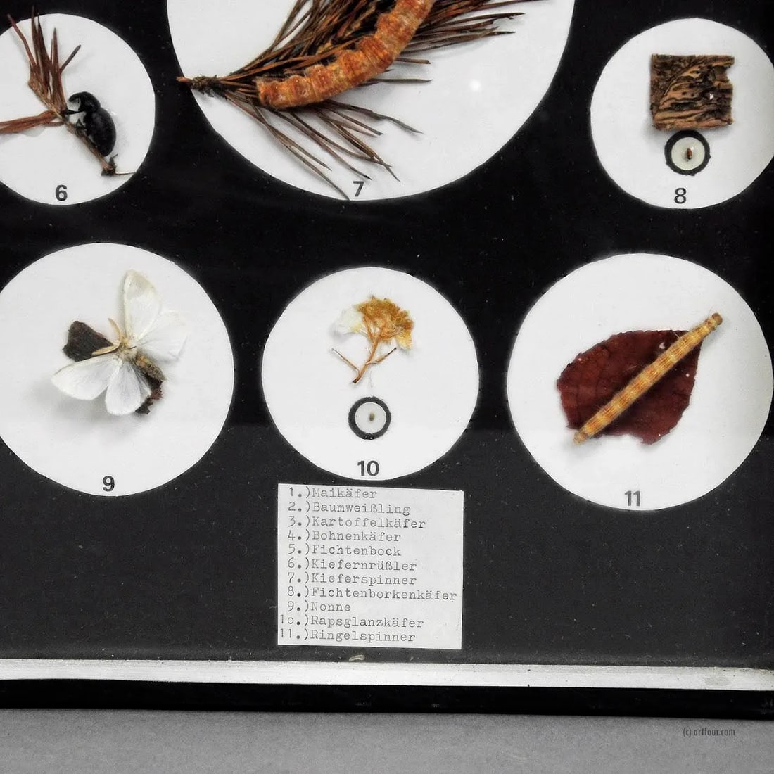 A Great Vintage School Teaching Display Vermins in the Garden and Forest - 4