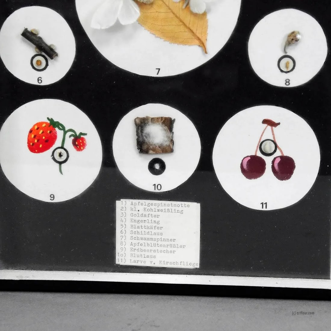 A Great Vintage School Teaching Display Vermins in the Garden and Forest - 5