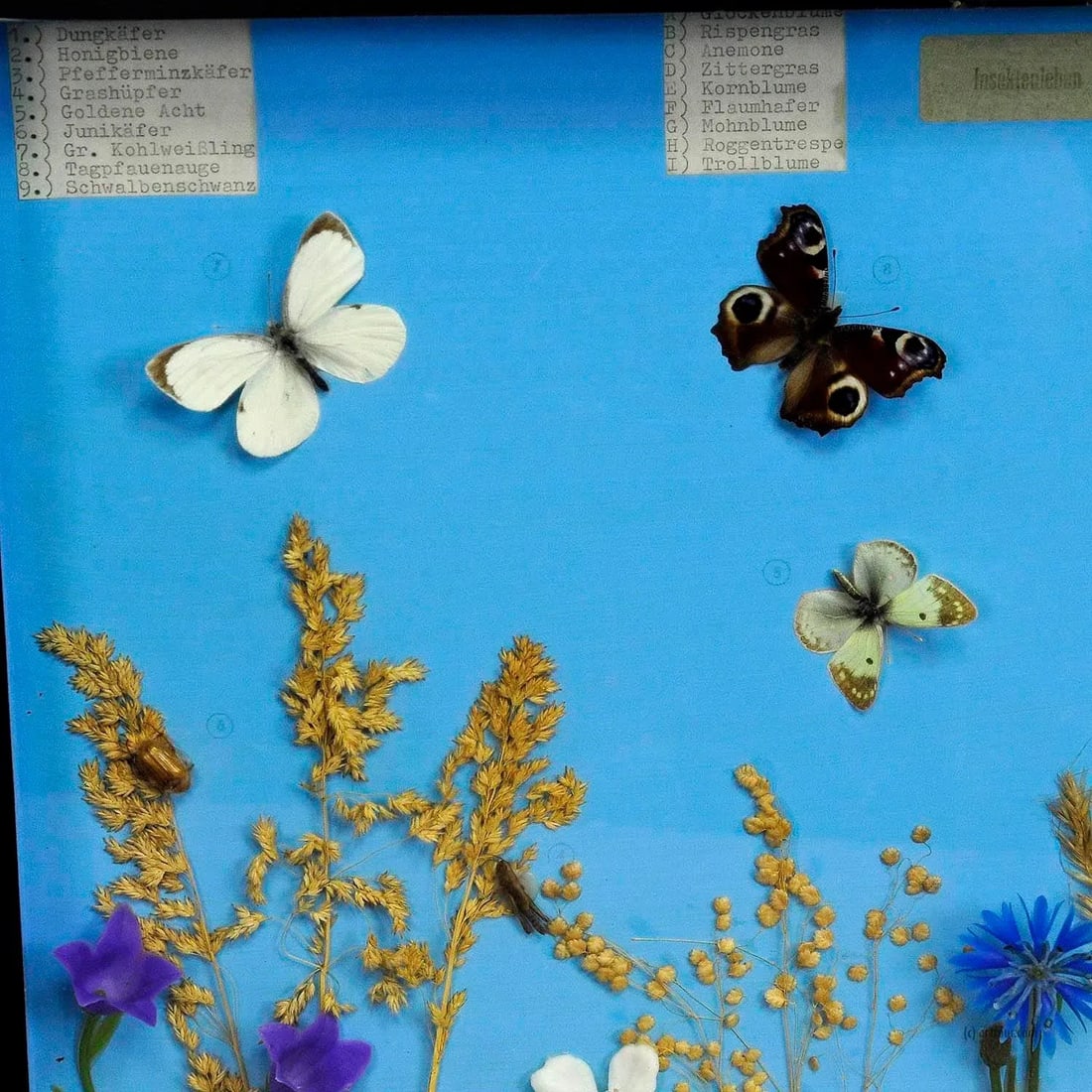 A Great Vintage School Teaching Display of the Insects of the Grassland - 2
