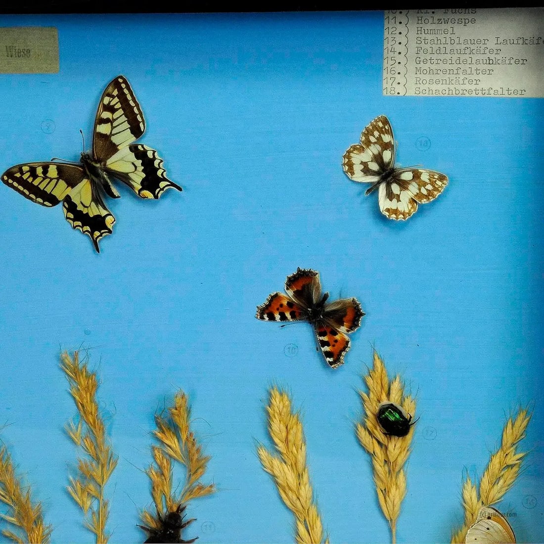 A Great Vintage School Teaching Display of the Insects of the Grassland - 3