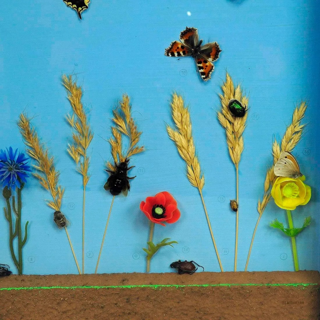 A Great Vintage School Teaching Display of the Insects of the Grassland - 4