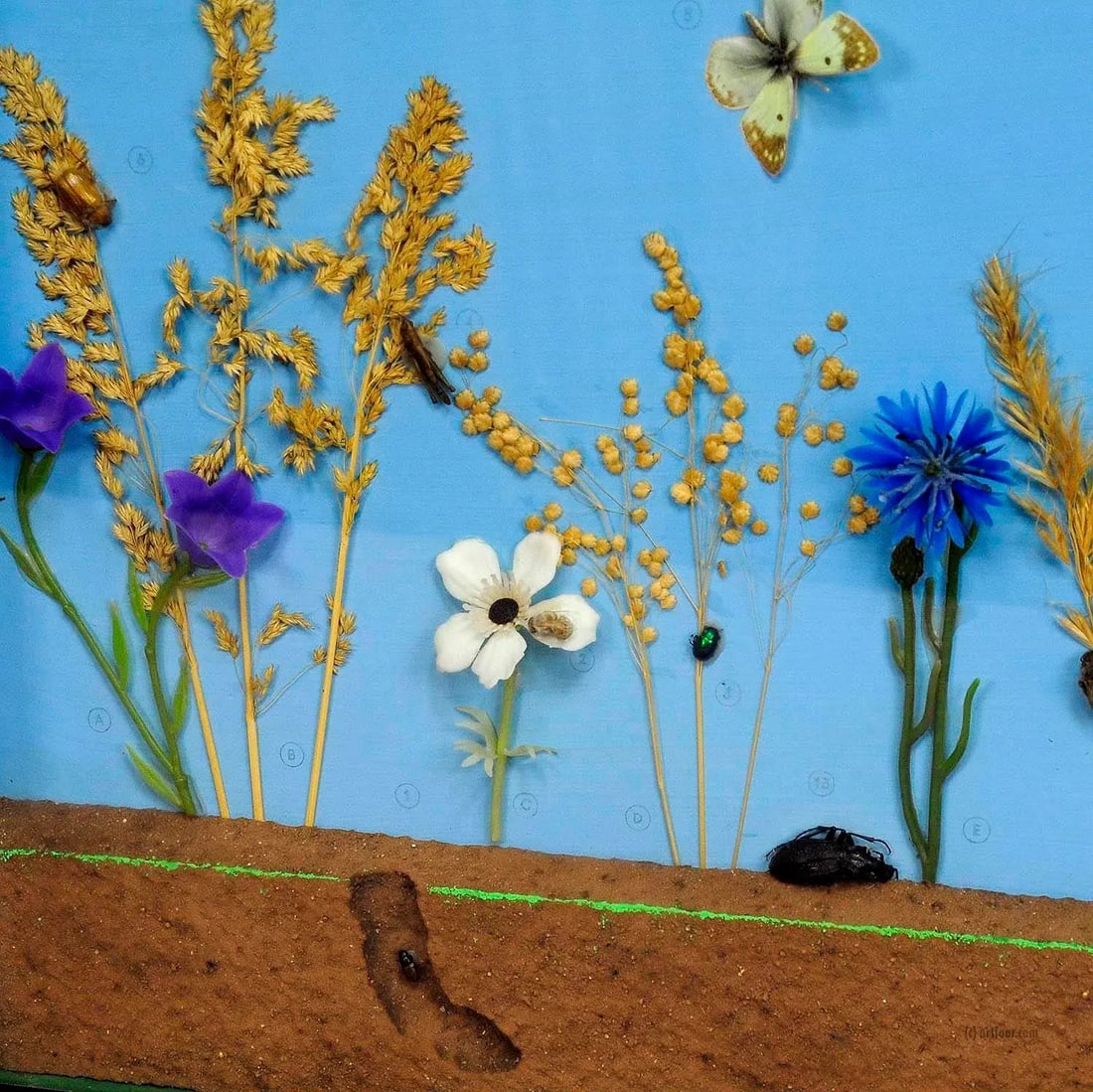 A Great Vintage School Teaching Display of the Insects of the Grassland - 5