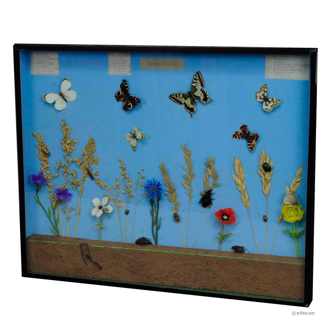 A Great Vintage School Teaching Display of the Insects of the Grassland - 7
