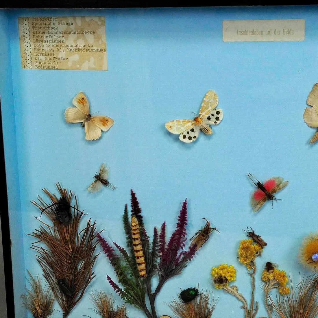 A Great Vintage School Teaching Display of the Insects of the Heath - 2