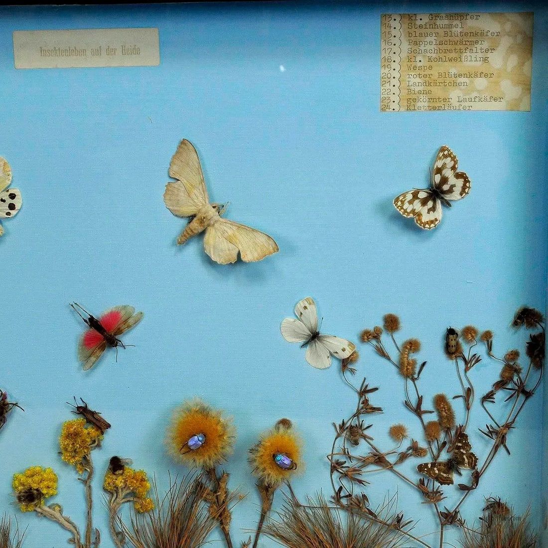 A Great Vintage School Teaching Display of the Insects of the Heath - 3