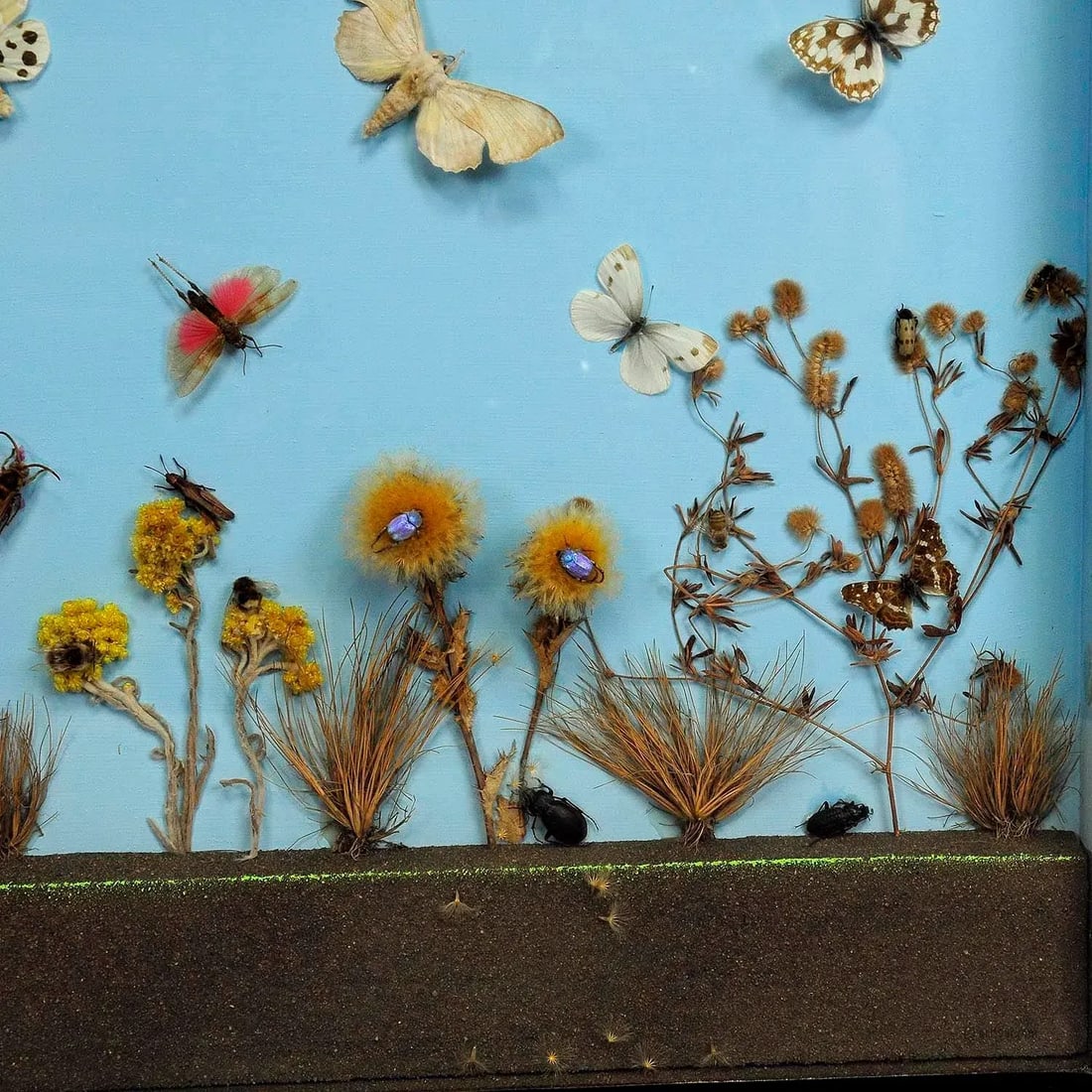 A Great Vintage School Teaching Display of the Insects of the Heath - 4