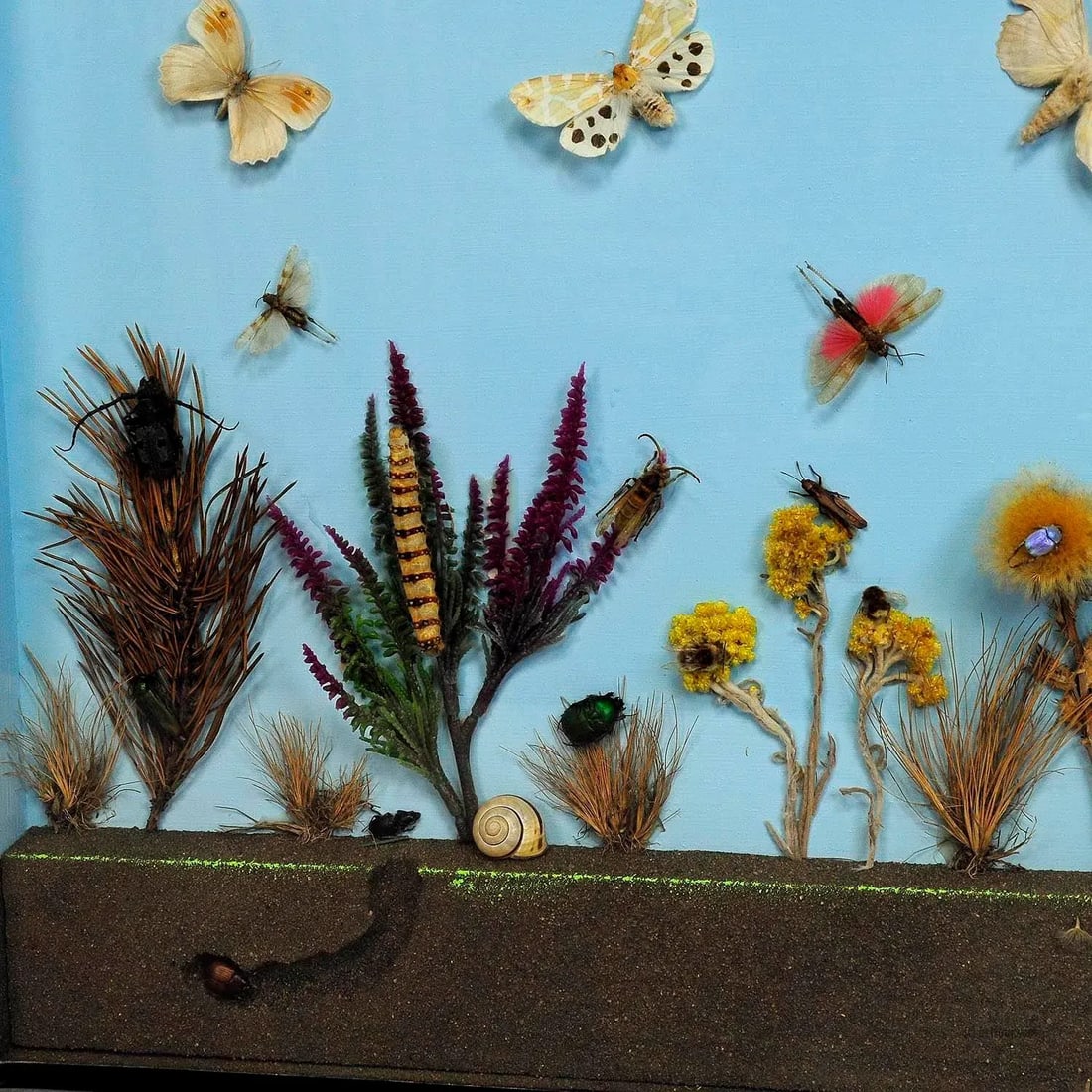 A Great Vintage School Teaching Display of the Insects of the Heath - 5